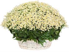 Цветочная композиция из Ромашки в корзине #REPLACE_PRED# Инзе